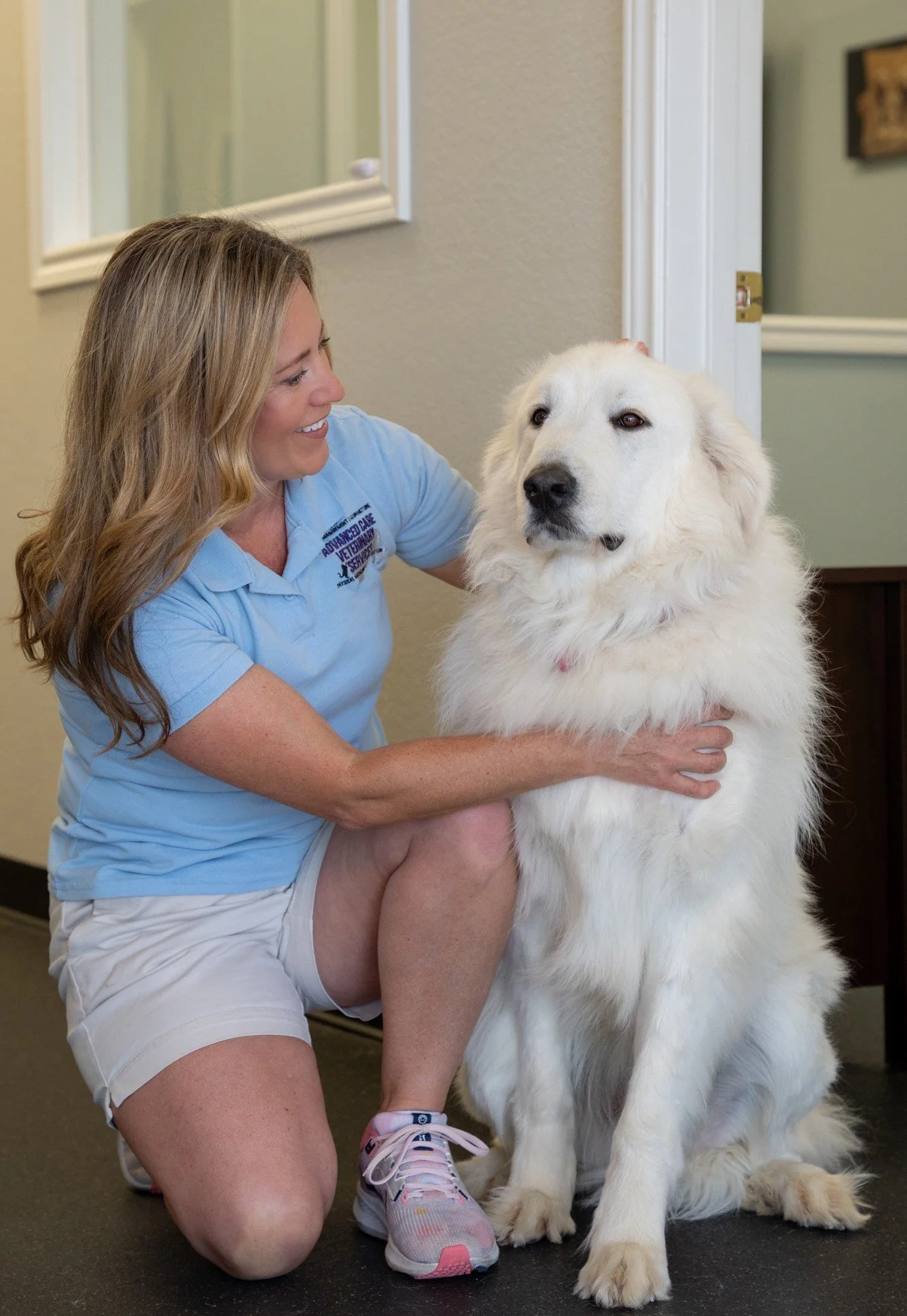 Dog receiving veterinary pain management and rehabilitation care at specialty clinic in North Texas