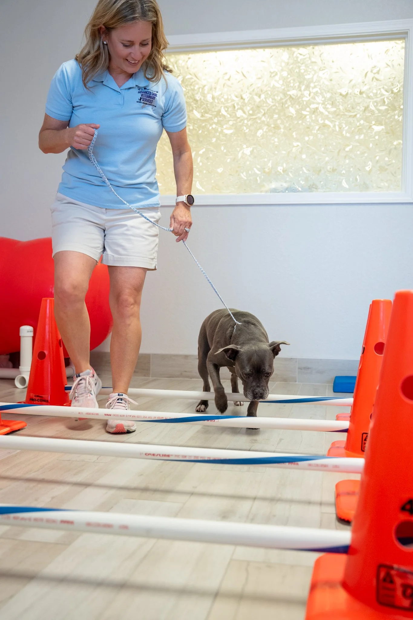 Dog physical therapy and rehab exercise with therapist in Carrollton, TX specialty clinic
