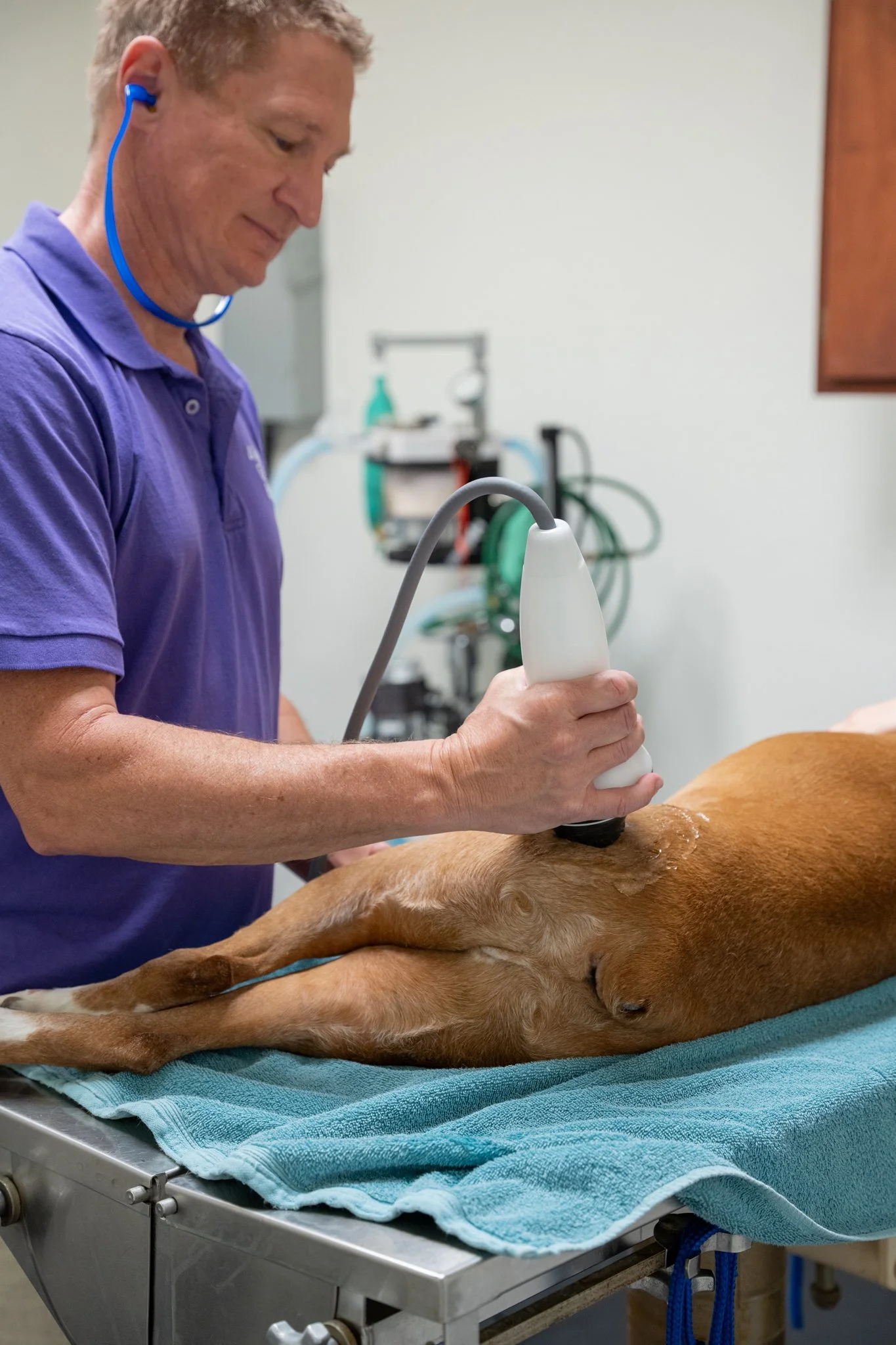 Versatron shockwave therapy for dog pain relief and healing at Advanced Care Veterinary Services in Carrollton, TX
