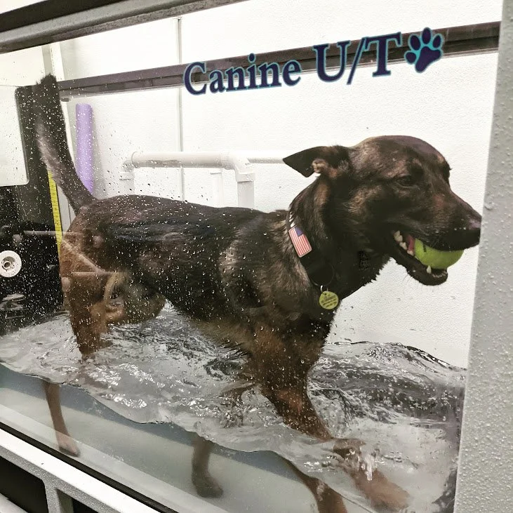 Underwater treadmill dog rehab Carrollton TX