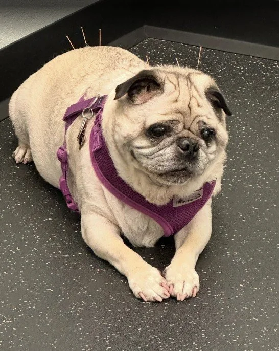Dog acupuncture treatment for arthritis pain relief in a pug at Advanced Care Veterinary Services