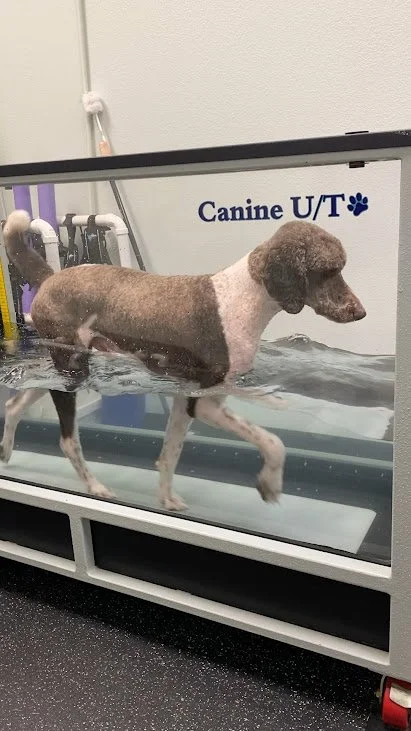 Dog post-TPLO surgery rehab with underwater treadmill at Advanced Care in Carrollton, TX