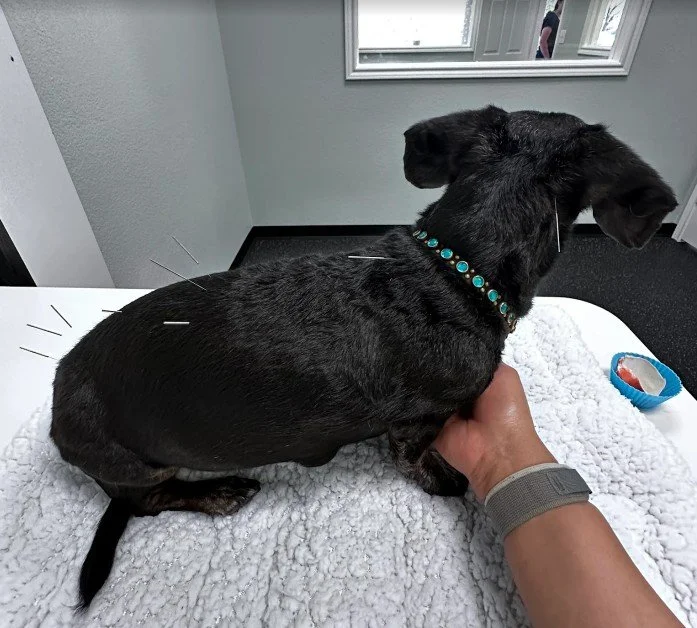 Dachshund receiving acupuncture therapy at Advanced Care Veterinary Services, North Texas