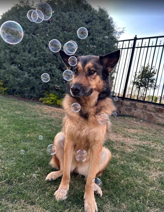 dog recovering after dog rehabilitation therapy pain management treatment Carrollton TX