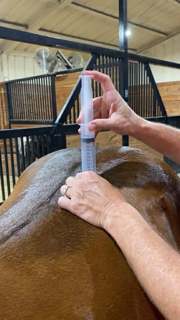 Veterinarian administering equine ozone therapy injection into horse’s back for pain relief and reduce inflammation