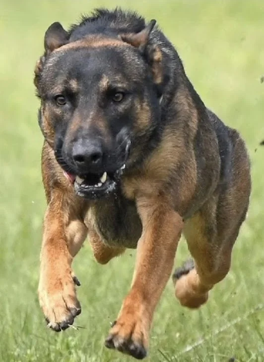 A German Shepherd and Rottweiler mix running on grass outdoors, focused forward with ears back and mouth slightly open.