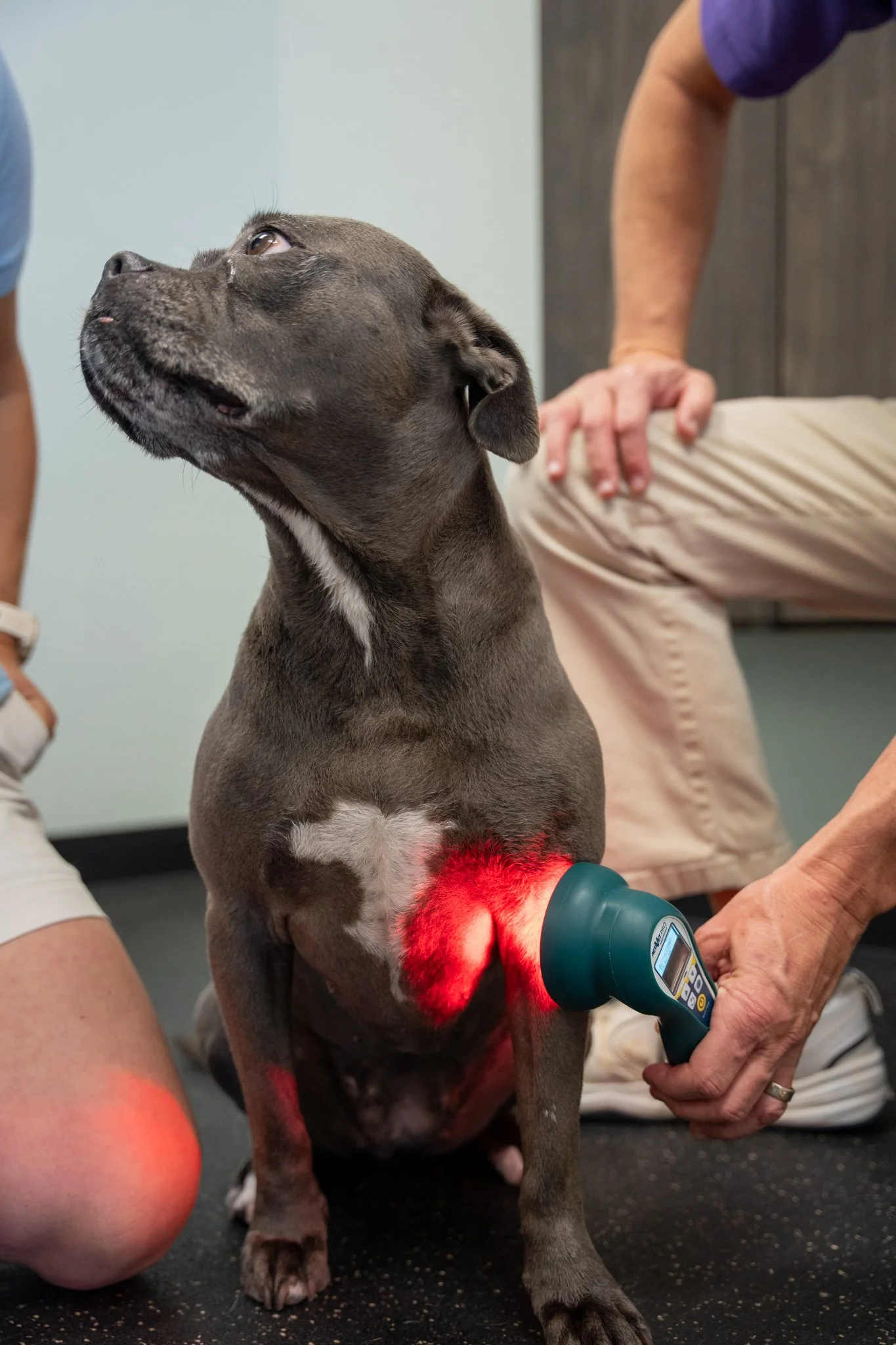 old laser therapy for dog pain relief and healing at Advanced Care Veterinary Services in Carrollton TX