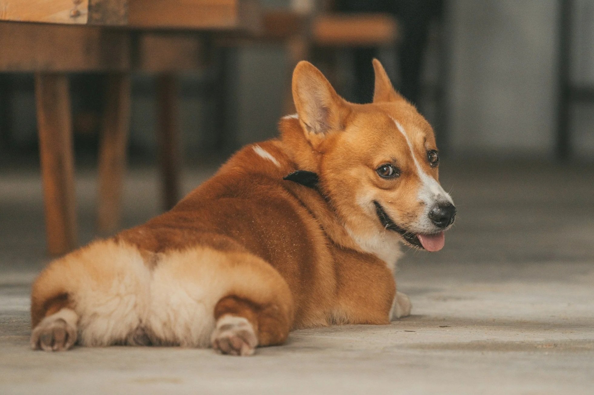 IVDD dog treatment Carrollton TX