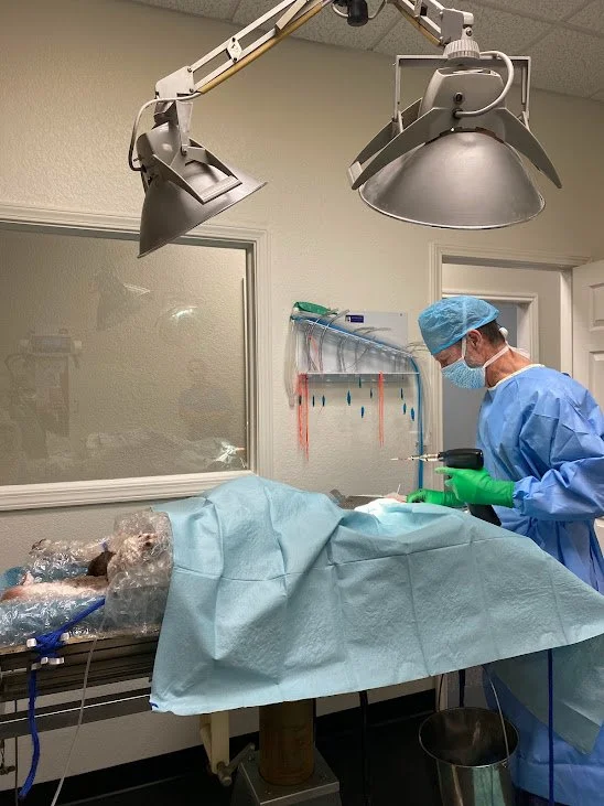 TPLO surgery for dog knee stabilization at Advanced Care Veterinary Services in Carrollton, TX