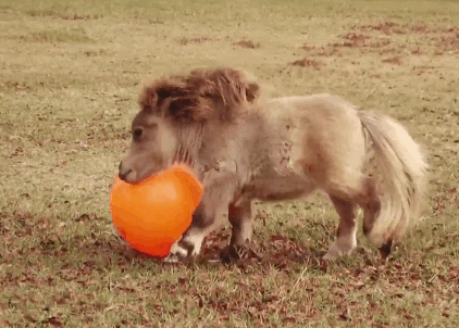 Miniature horse playing with an orange ball on grass.