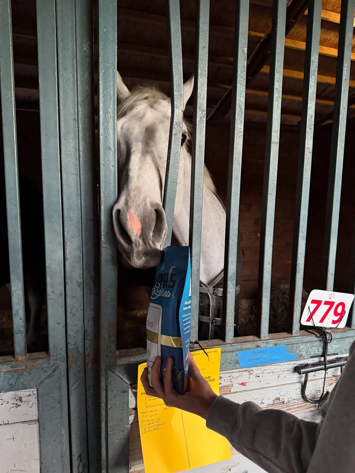 Nothing can stop Gunner from getting his goodies! @nationalhorseshow #carrotcrunchies🥕 #gunnersgoodies #healthyhorsetreat #horseshowlife #rewardredefined
