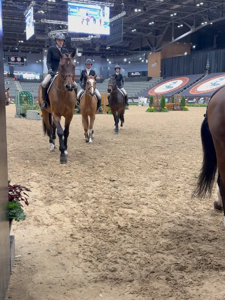 Petey 🦕 heads outs of the ring and right to his reward!  #landshark #carrotcrunchies🥕 #gunnersgoodies #horseshowlife #nofillersnopreservatives #rewardredefined #healthyhorseyreats #equestrian