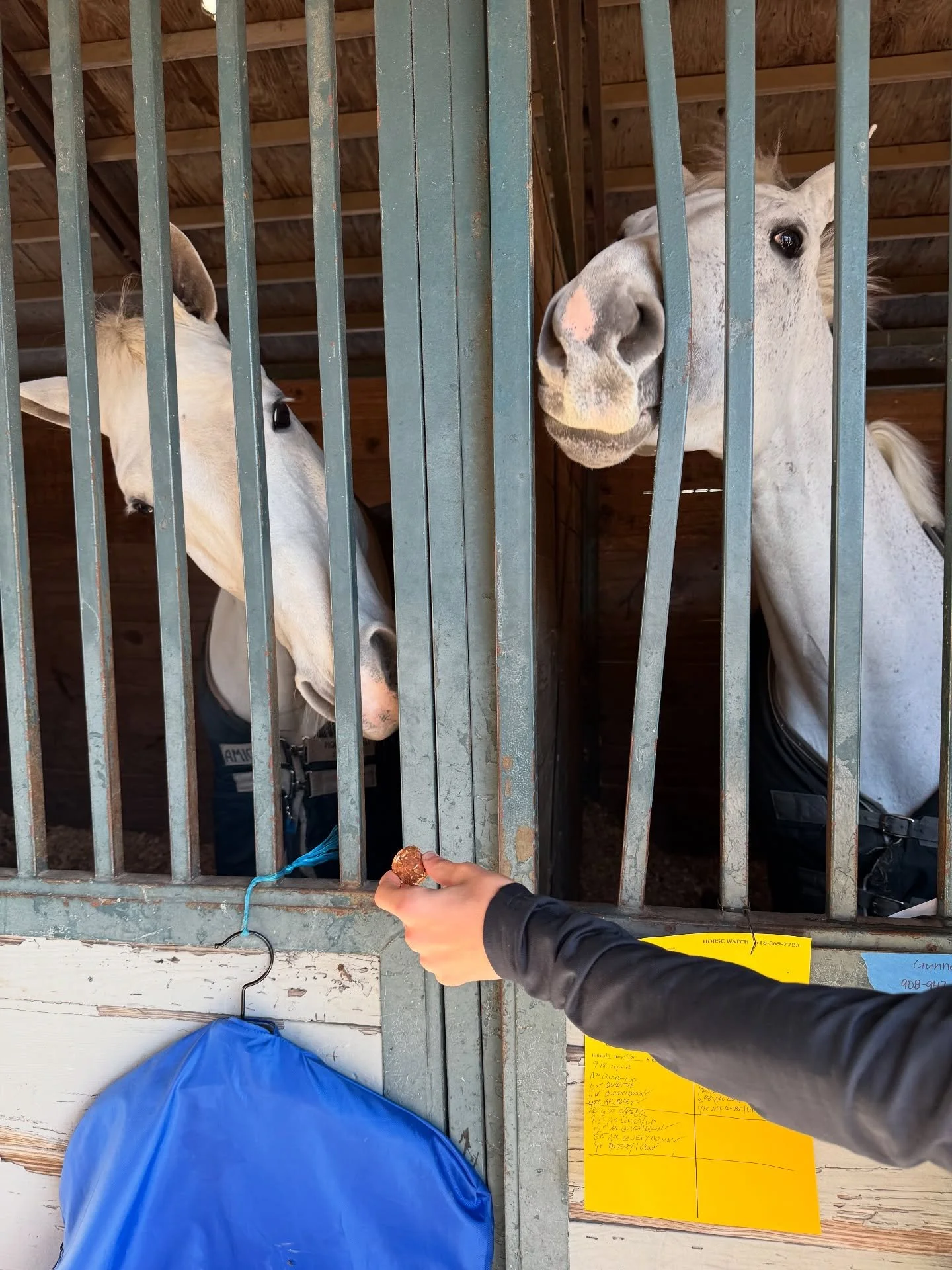 Eeny meeny miny mo&hellip; 

#horse #horsephotography #horseshow #horsetreats #healthy #gunnersgoodies #carrotcrunchies #horselife
