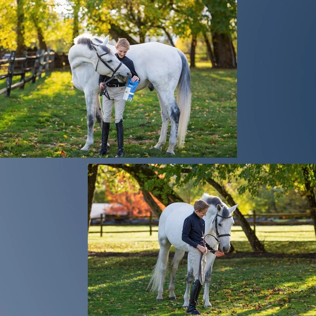 Apollo.. and his favorite reward

#madeforchampions #luxury #horsetreat #healthyhorses #equestrian #horserider #healthyhorses #horses #horseslovers #horsesofinsta