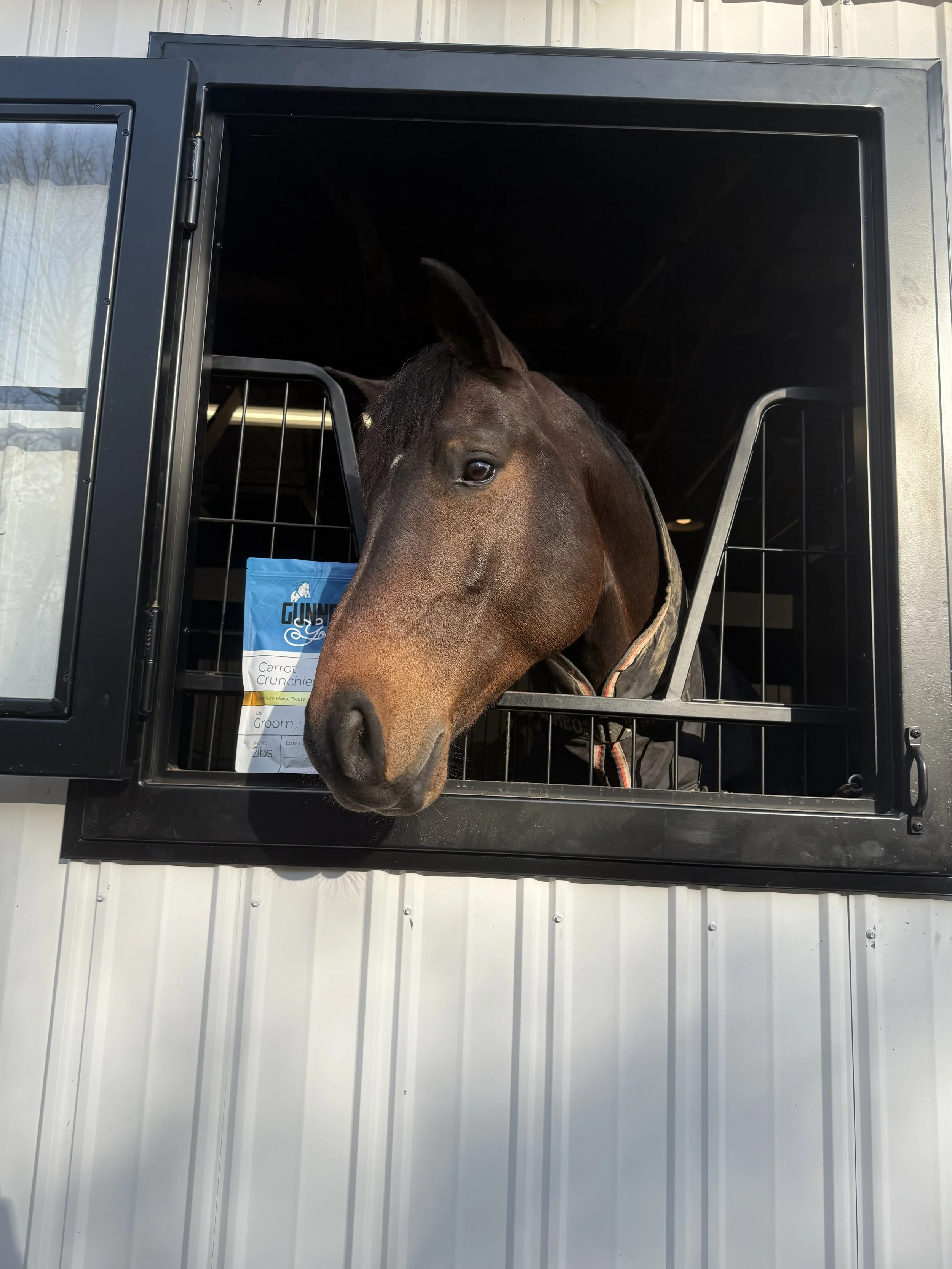 A brown horse with a black mane looking out from the window of a horse trailer, with a bag of carrot crunchies visible inside.