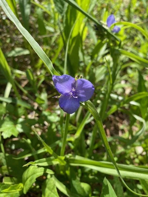 spiderwort