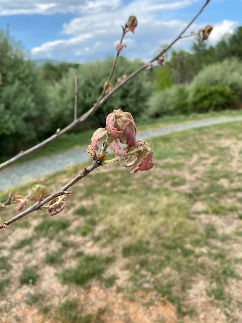 new oak leaves emerging in spring