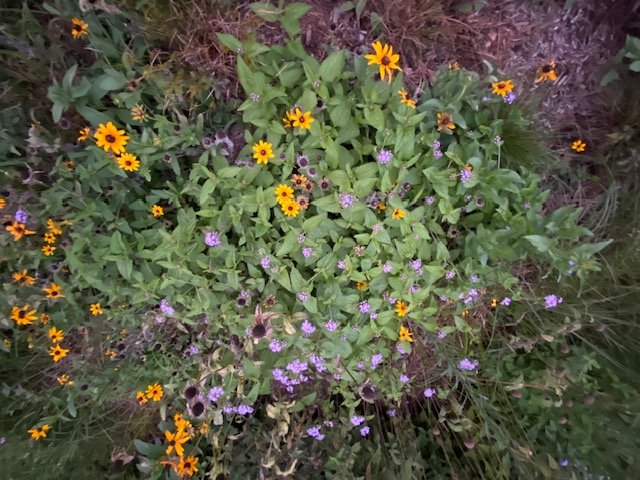 blue mistflower and black eyed susan