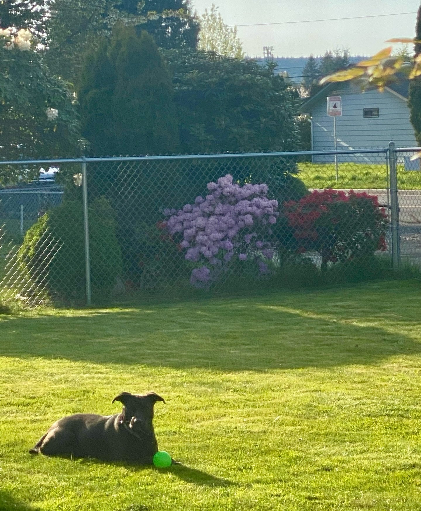 The neighborhood is beginning to bloom, and Olive is enjoying some time in the sun this evening. #gonedogwa #pnwpets #flowersblooming #marysvillewa #gonedogboardinganddaycare #marysvilledogs #seattledogs #tacomadogs #dogsittingmarysville #dogsittings