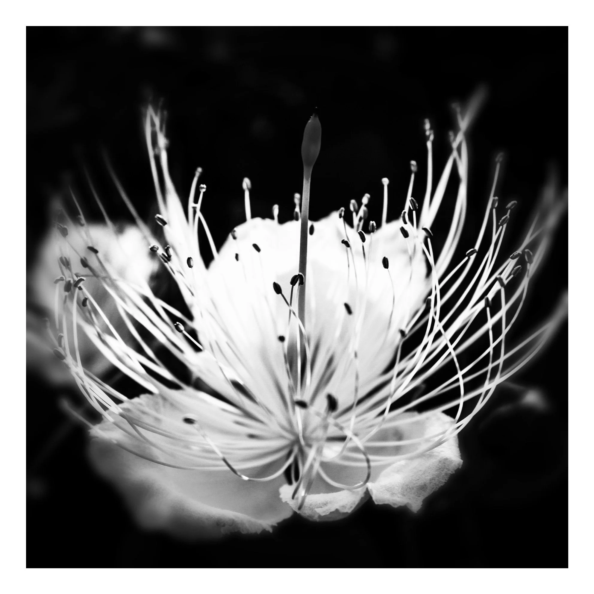 Fotografia in Bianco e Nero: Linguaggio o Scorciatoia