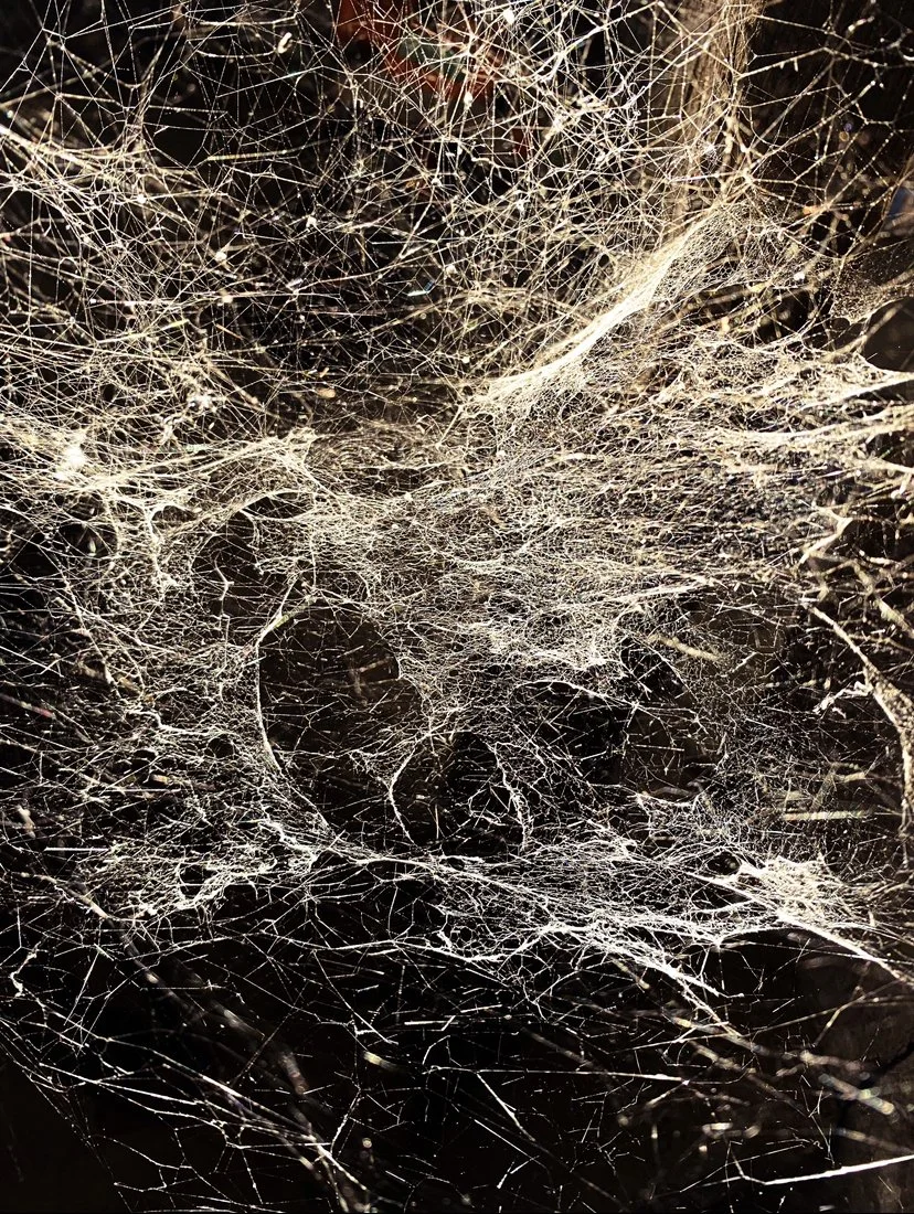 spider's universe.jpg