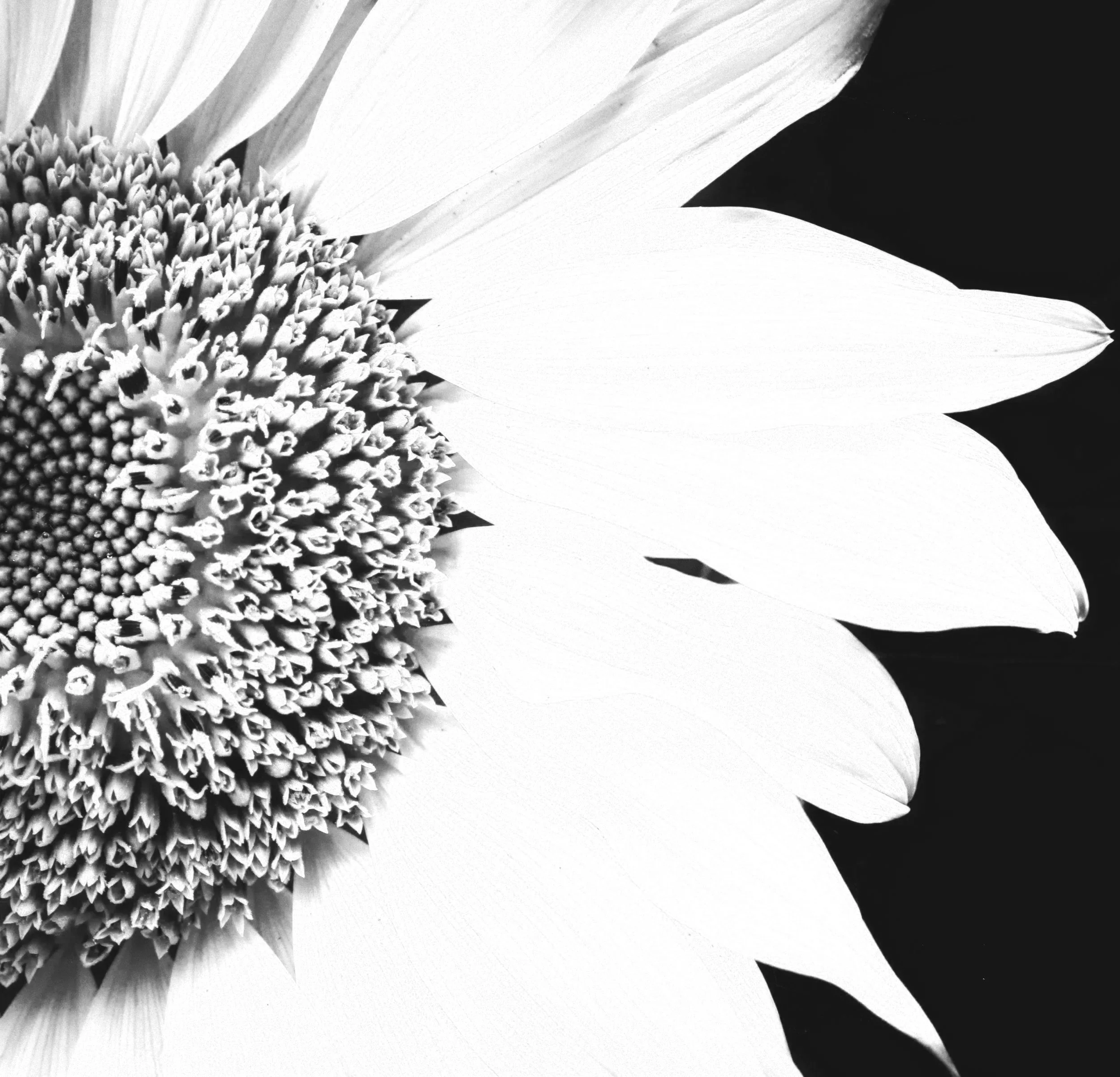 Fioritura di un fiore con petali bianco e centro dettagliato in bianco e nero, sfondo nero.