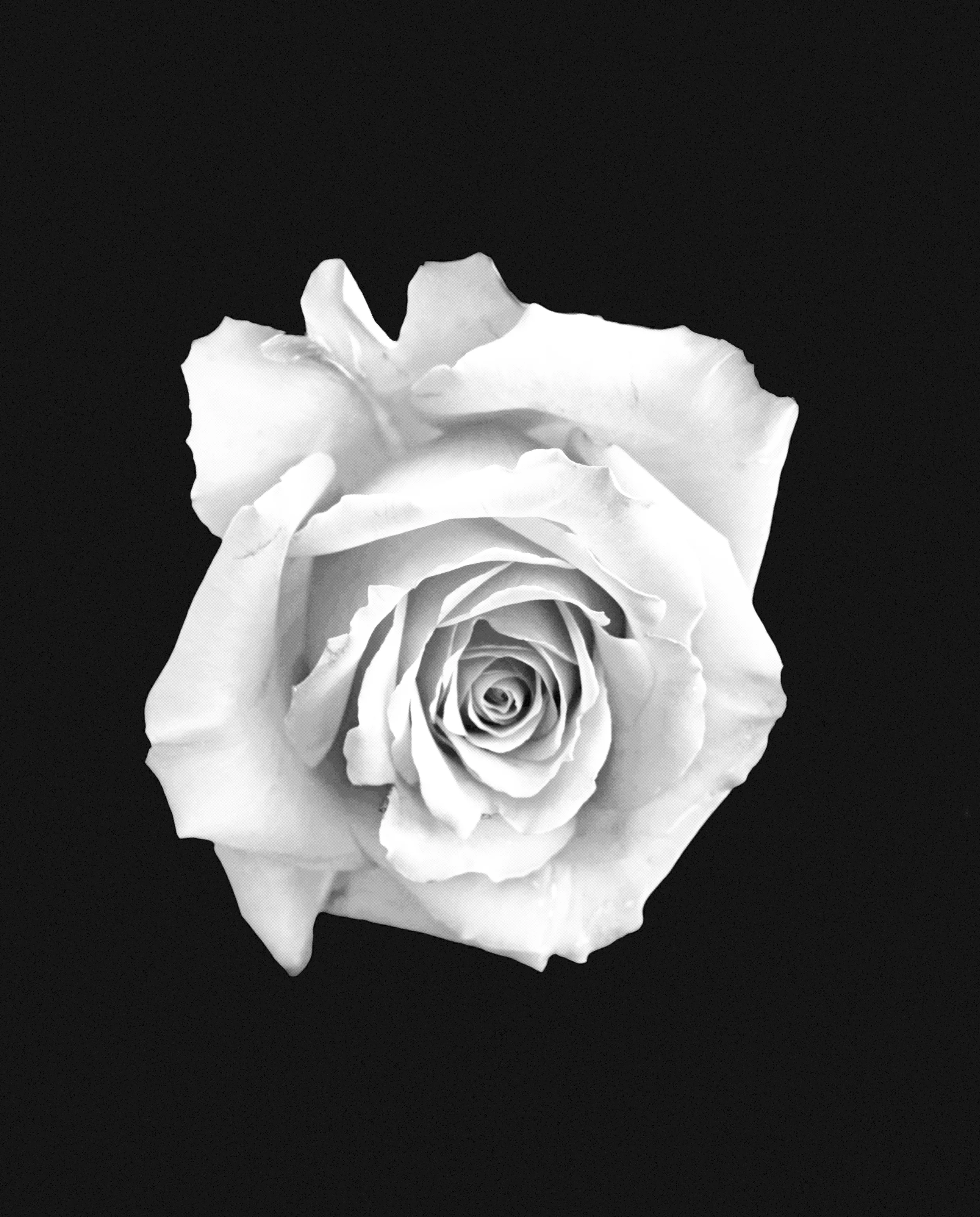 WHITE-SOUL.webp