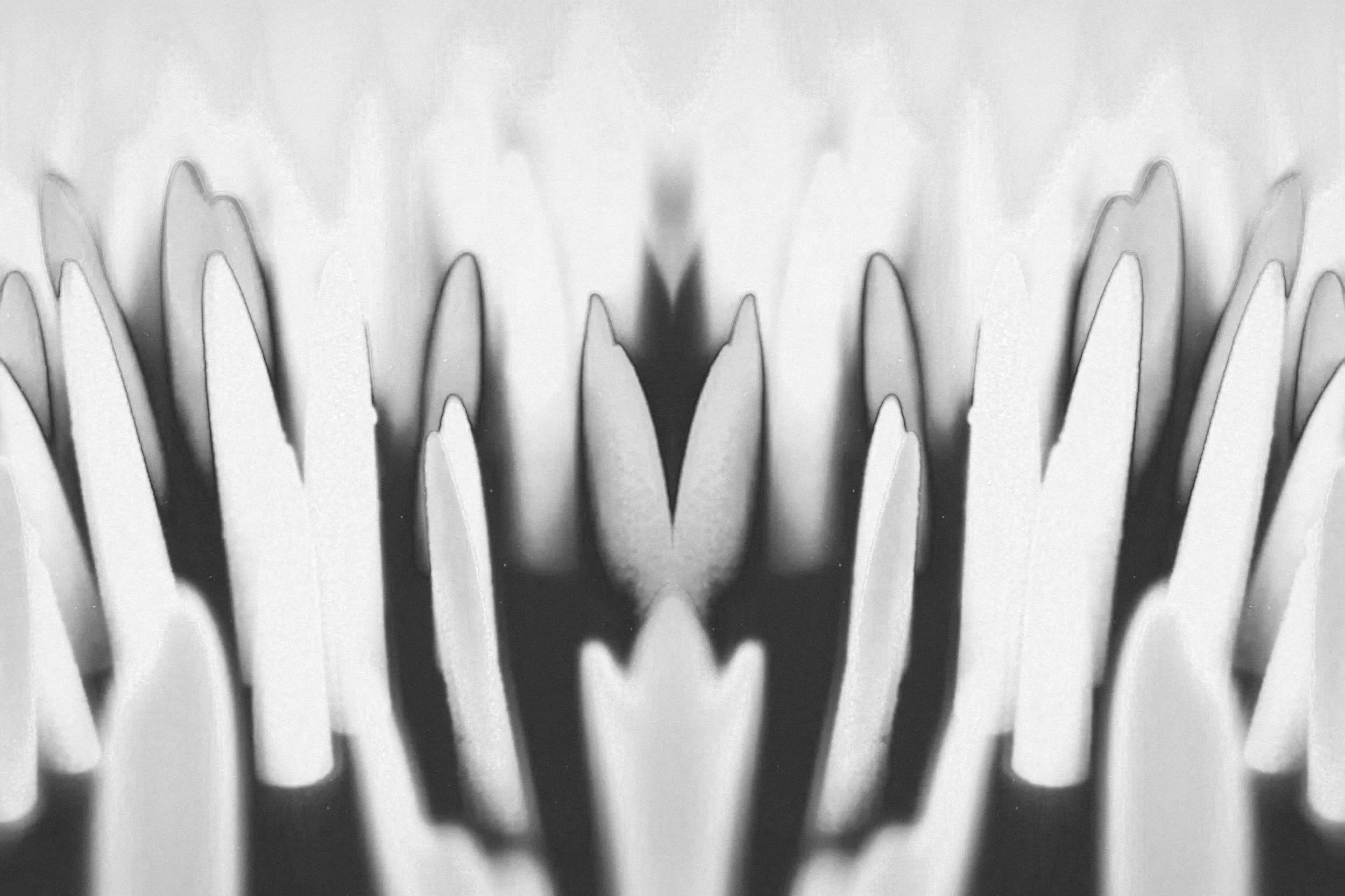 Dettaglio in bianco e nero di petali di un fiore, con una simmetria centrale