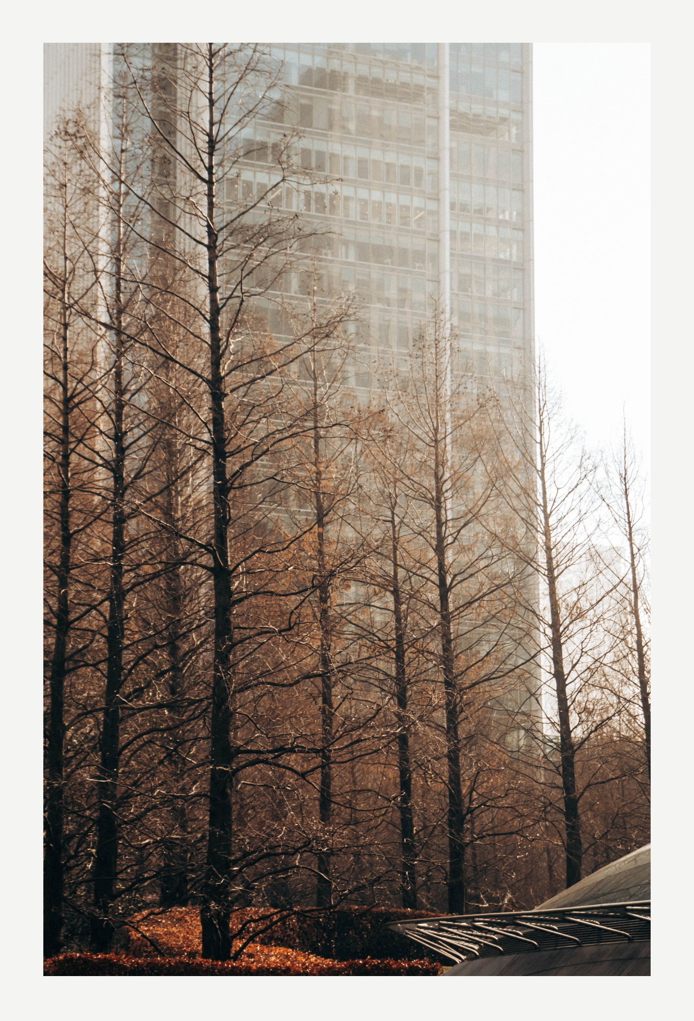 Tall buildings seen through leafless trees in an urban setting, with a hazy atmosphere.