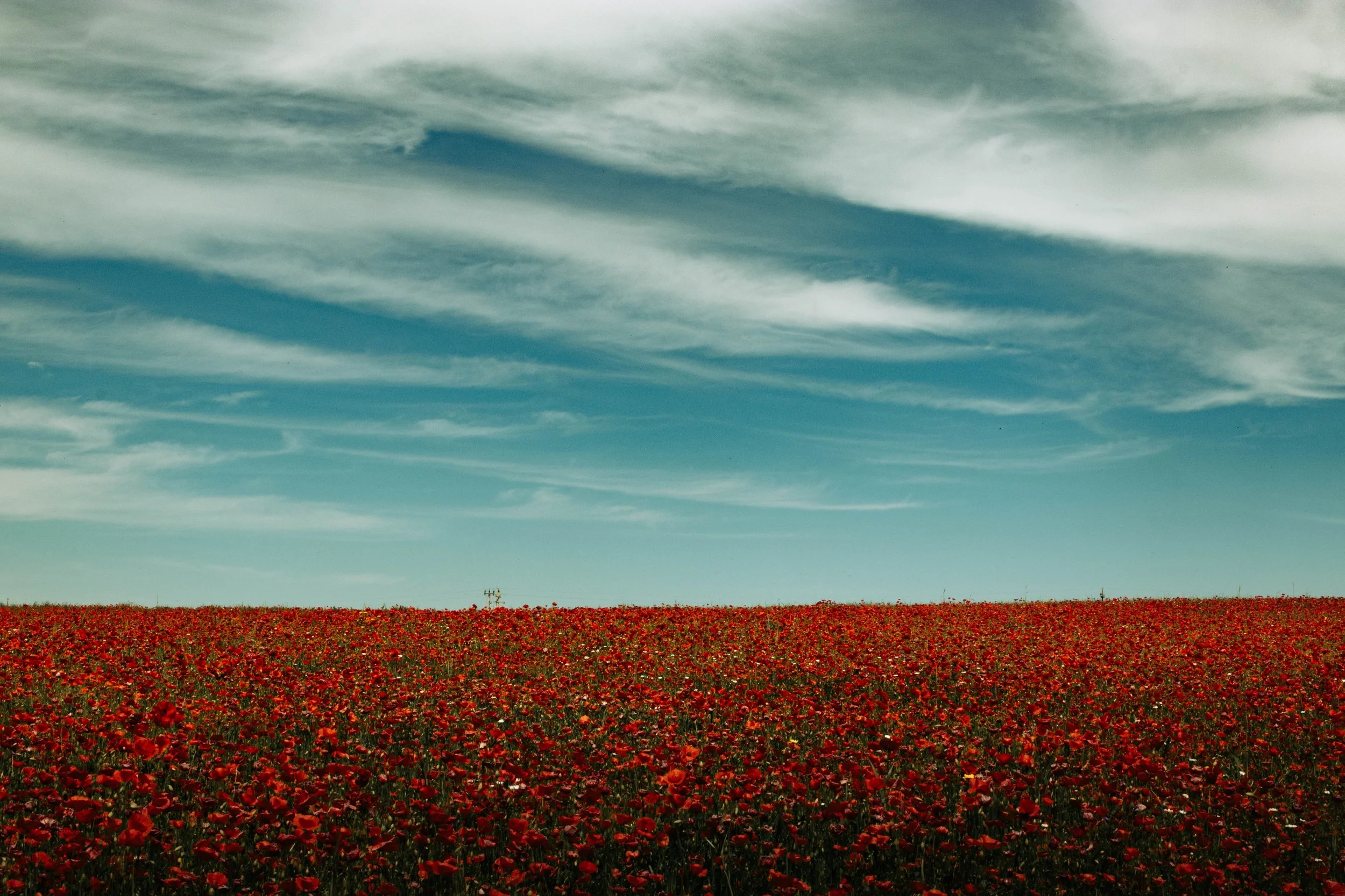 Fine art photography print of a red poppy field under a blue sky, modern wall art for interior design and home decor