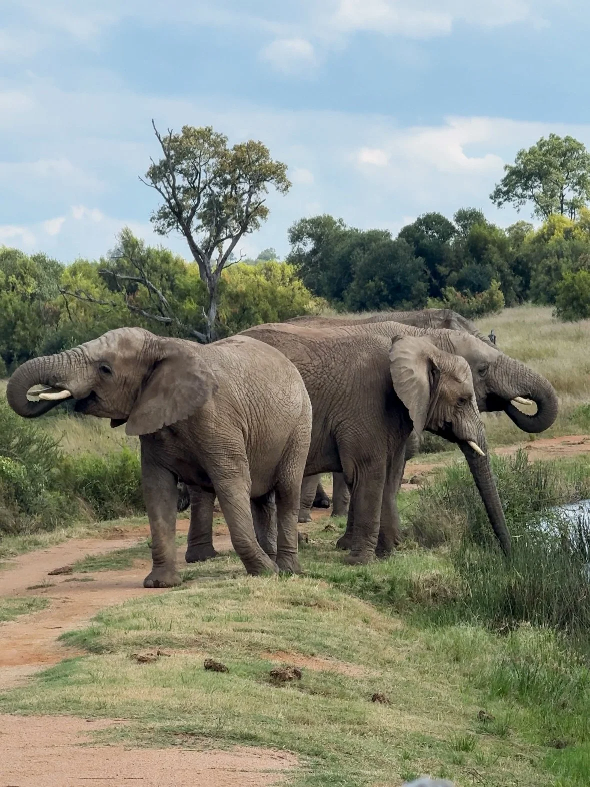 south africa-safari-travel-planning