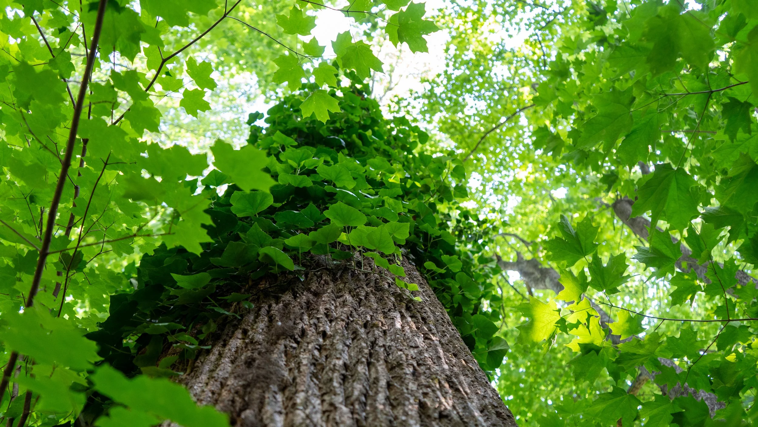 Looking up at a tall tree in a forest, with green leaves and sunlight filtering through the canopy.
