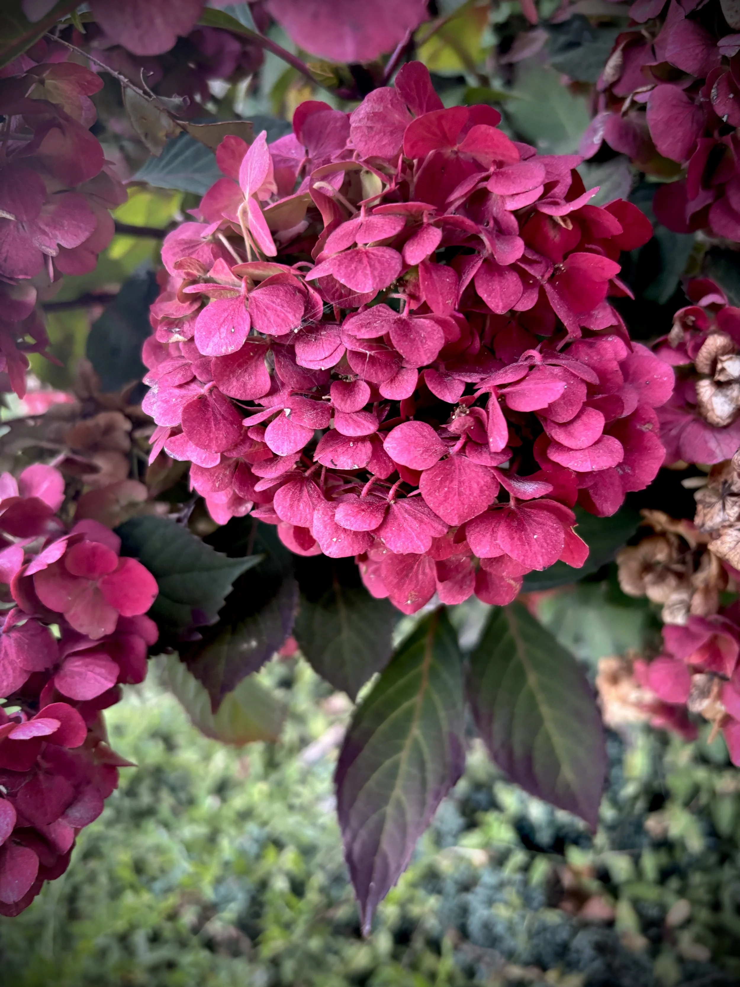 IMG_1083.jpeg