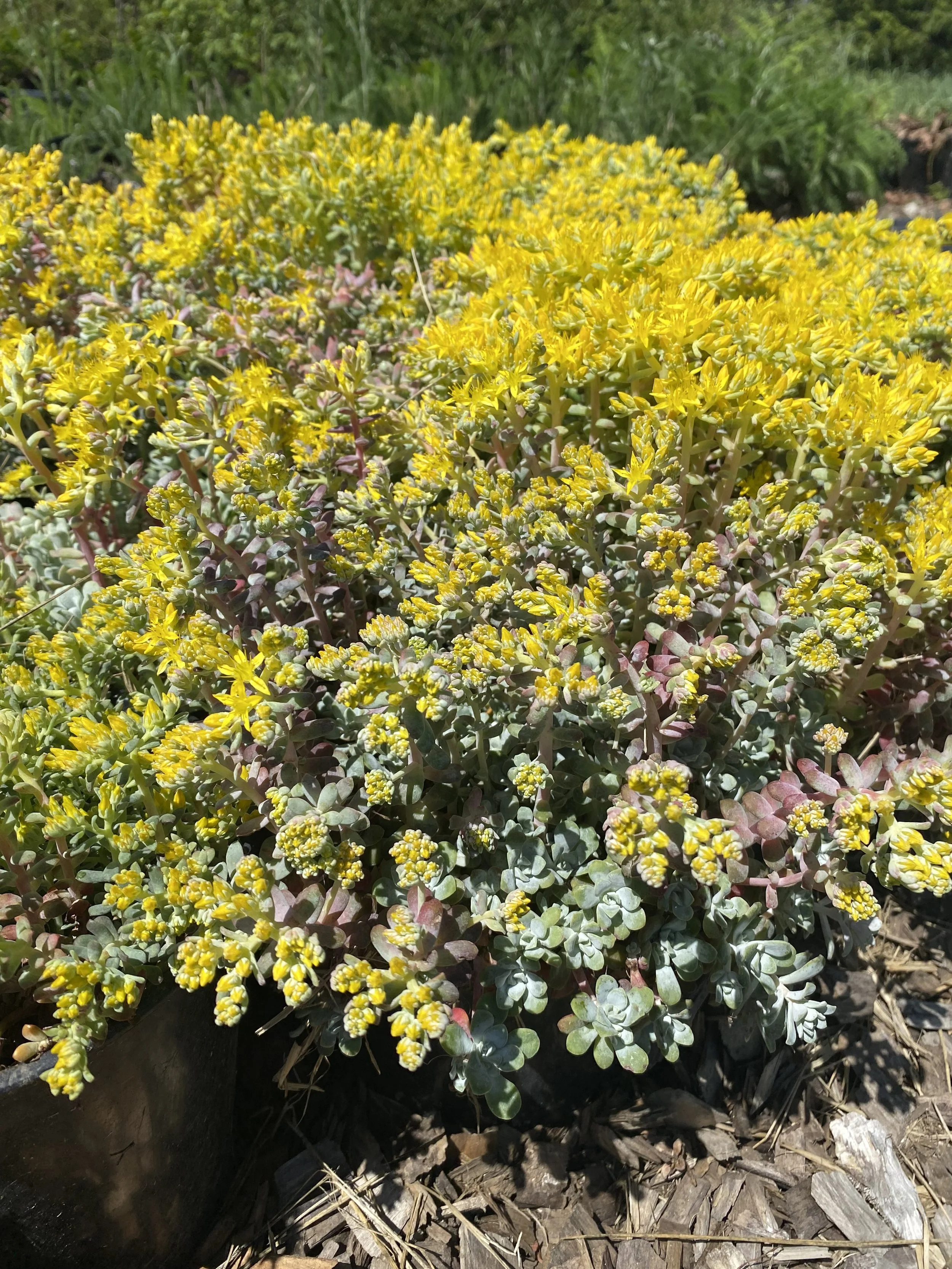 IMG_2369.jpeg
