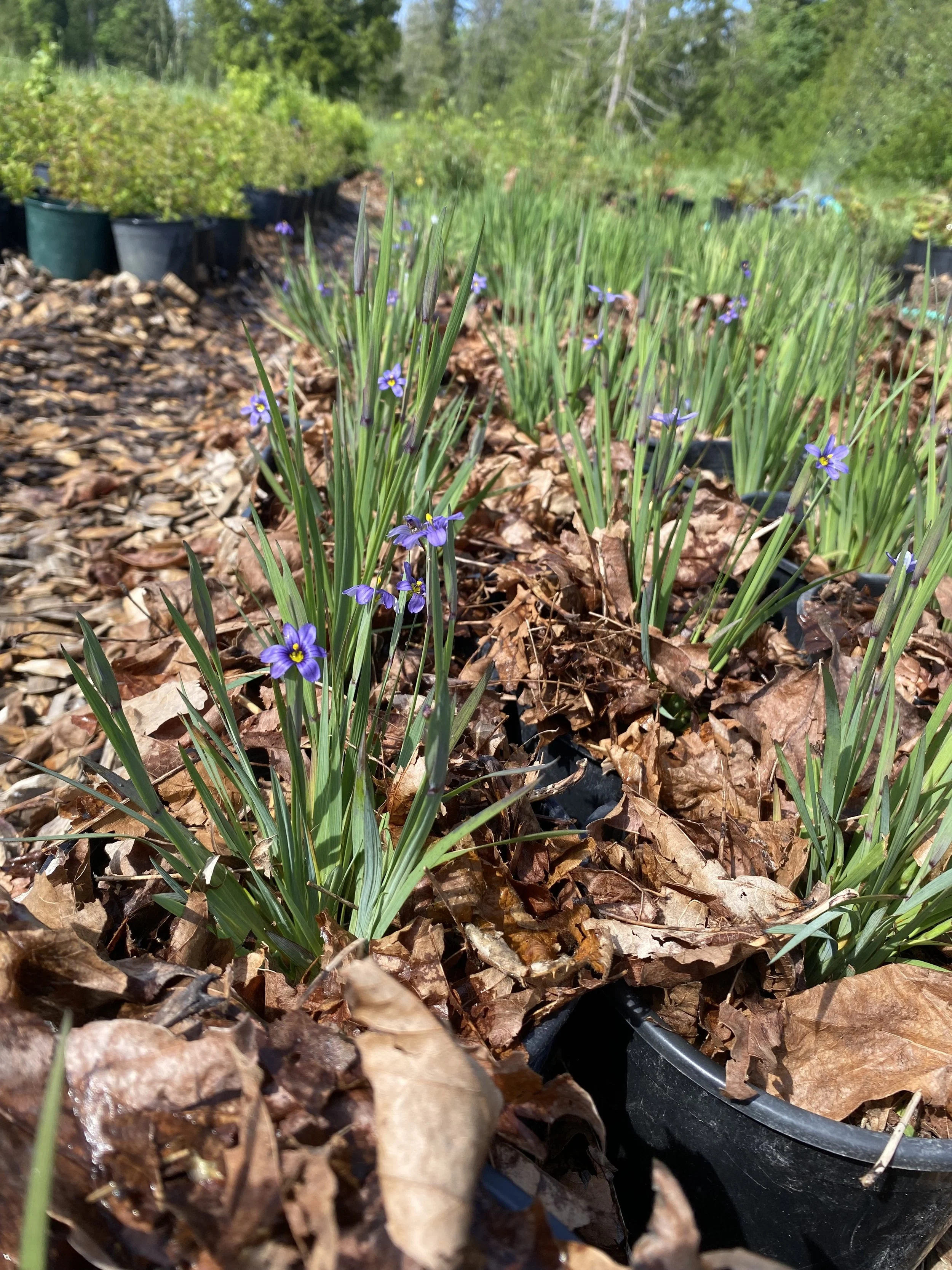 Blue Eyed Grass (Sisyrinchium idahoense)