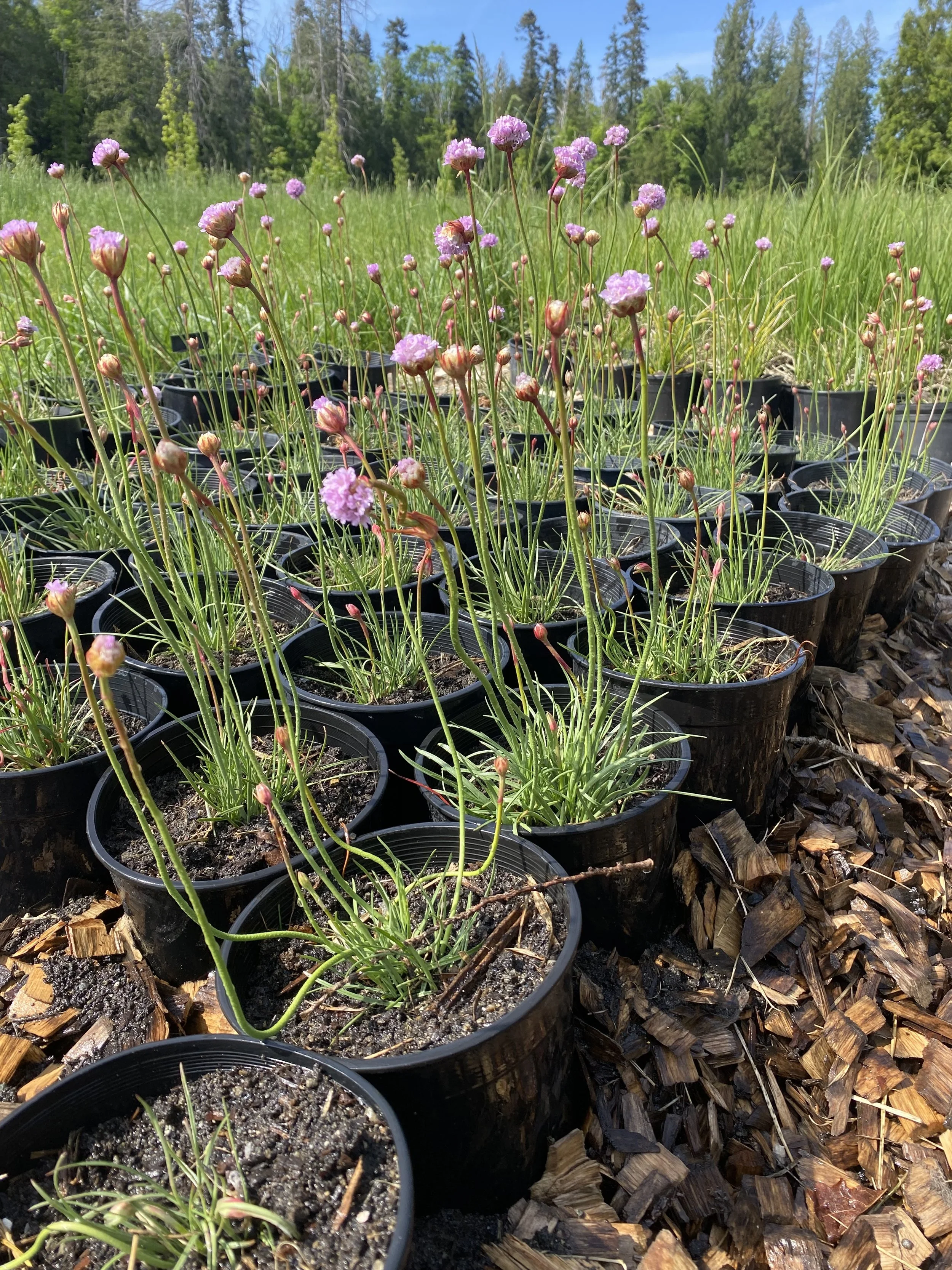 Sea Blush (Plectritis congesta) 1 gallon
