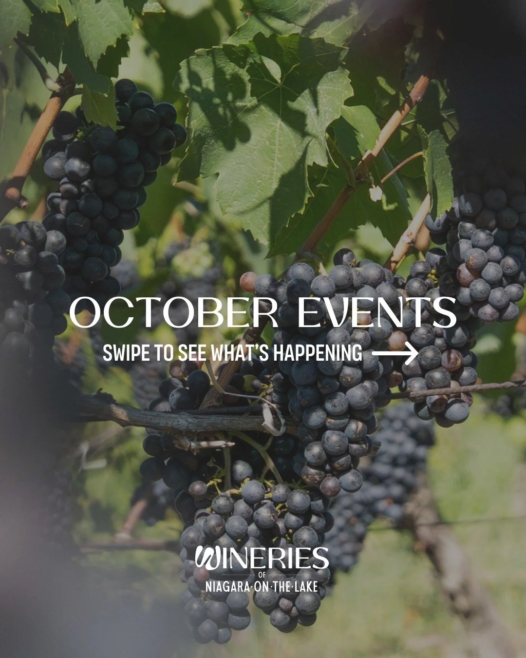 There&rsquo;s a lot to pour over at the Wineries of Niagara-on-the-Lake in October!🍷

 From laid-back evenings to unforgettable tasting events, our wineries are serving up experiences worth raising a glass to.