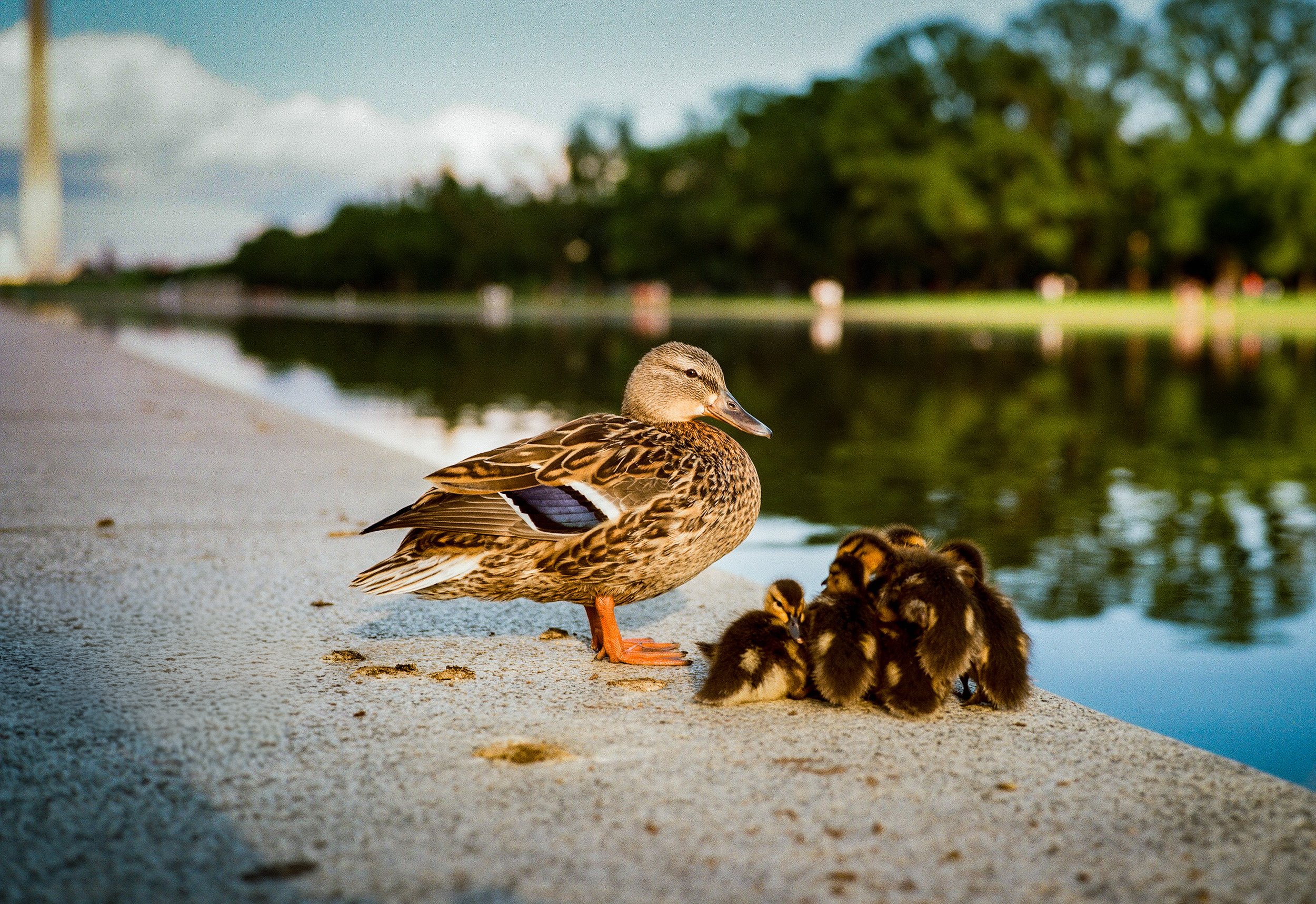 000071760006 (1).jpg