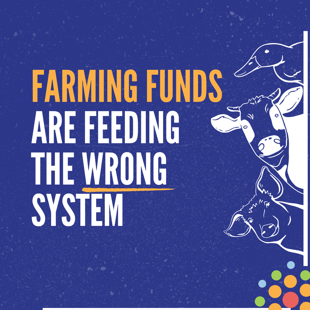 Subsidizing the Wrong Harvest: Why Farming Funds Don’t Always Feed People