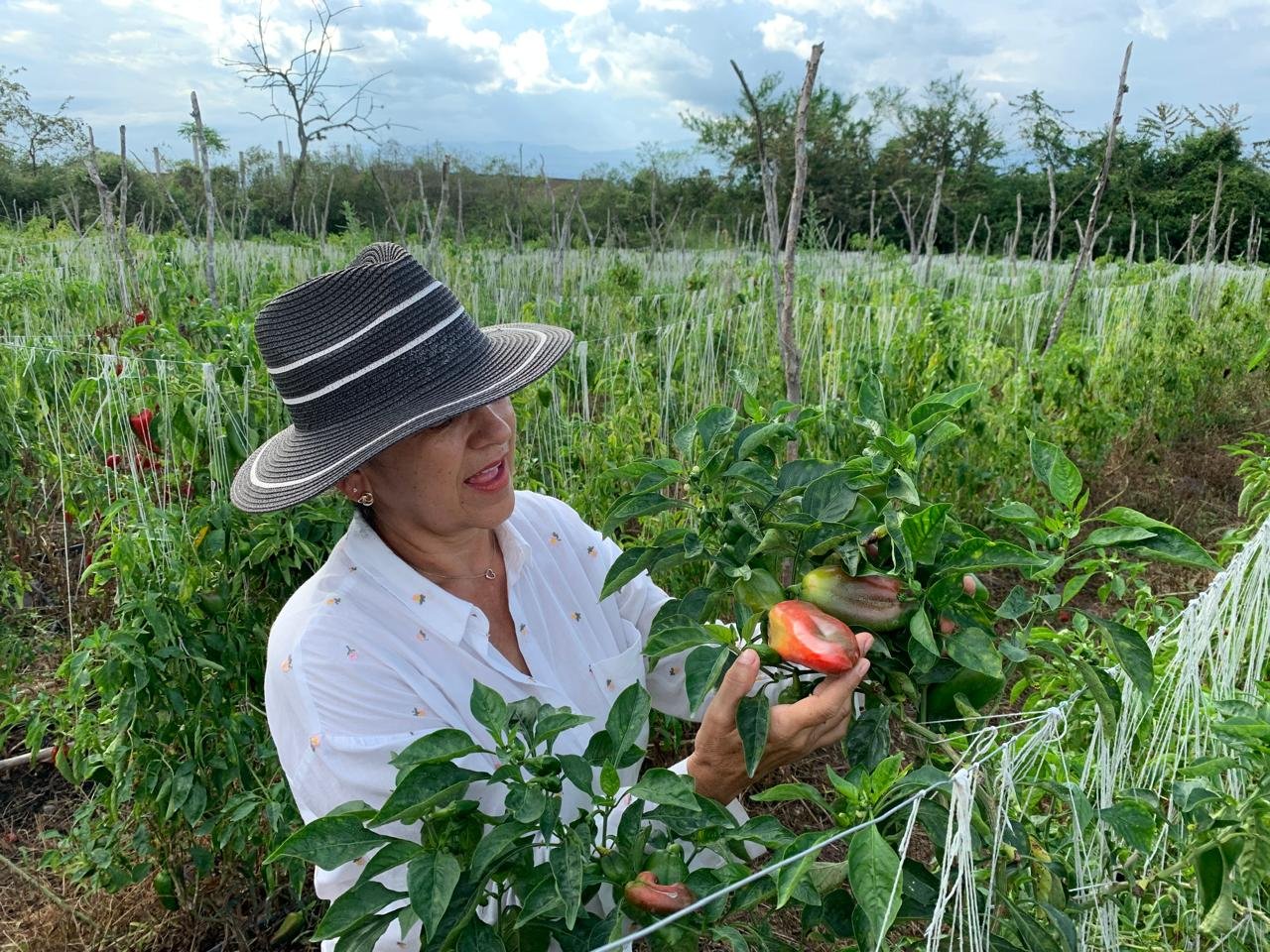 Woman wearing a wide-brimmed hat and white blouse inspecting a ripe red and green pepper in a field of pepper plants, with garden stakes and green foliage in the background.