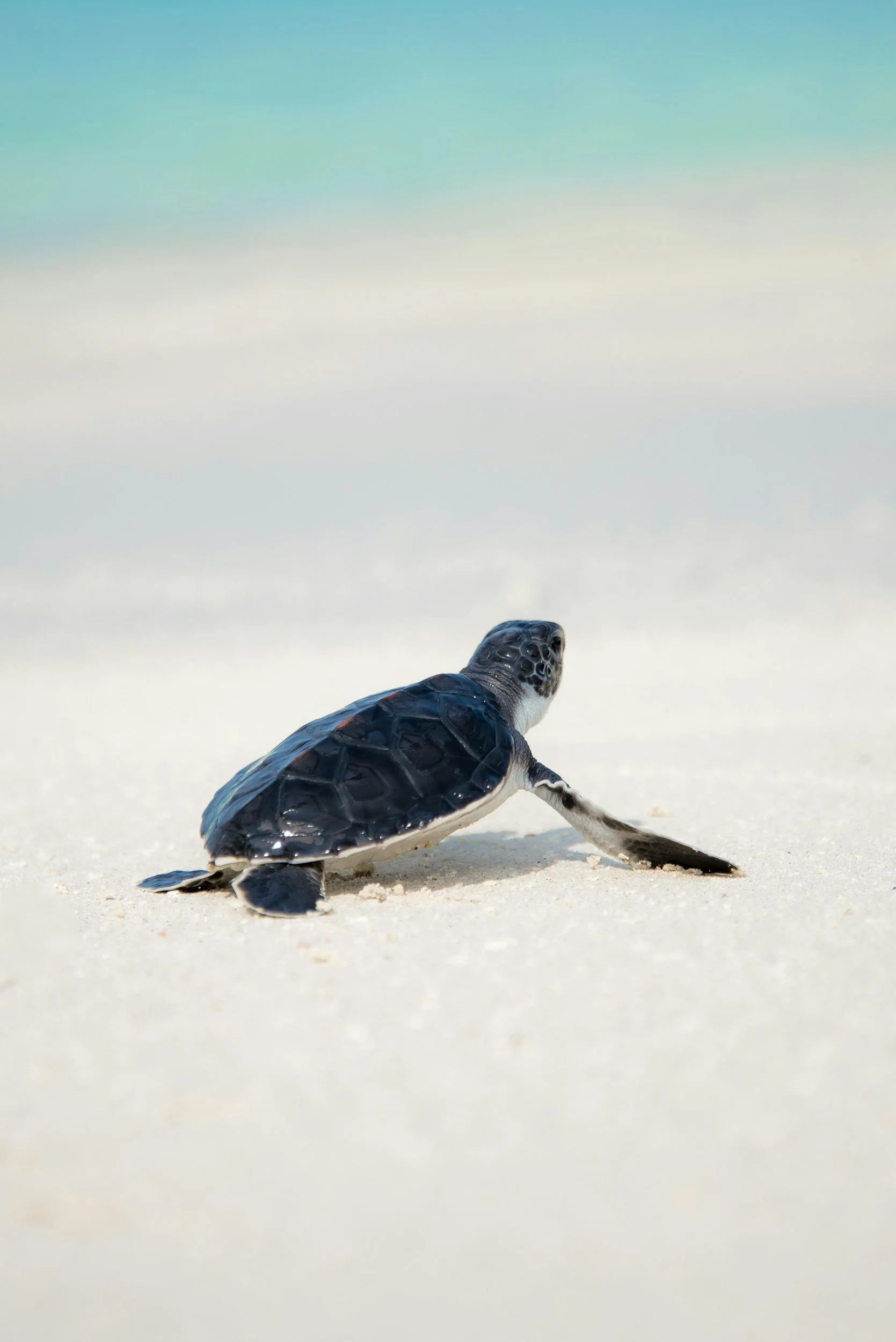 A baby sea turtle crawling on white sandy beach toward the ocean.