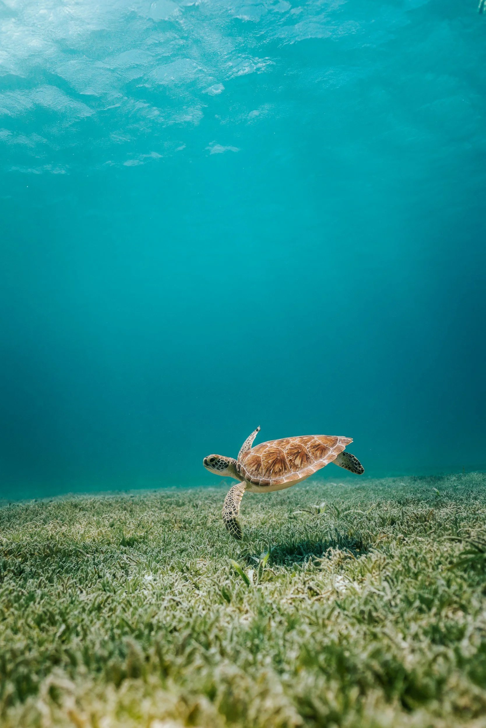 A turtle swimming above a grassy underwater landscape with a blue water background.
