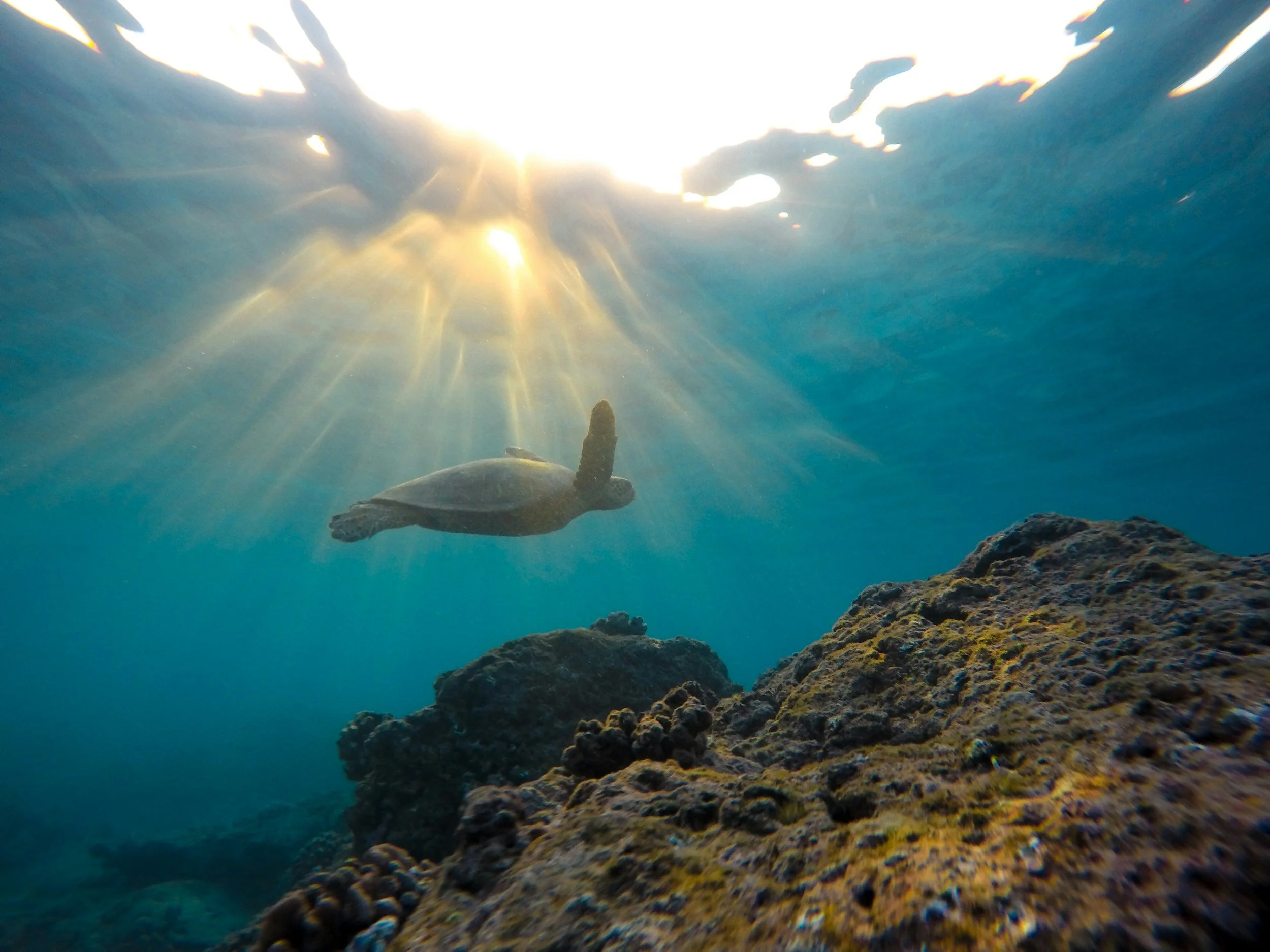 Underwater photo of a turtle swimming near rocks with sunlight shining through the water surface.