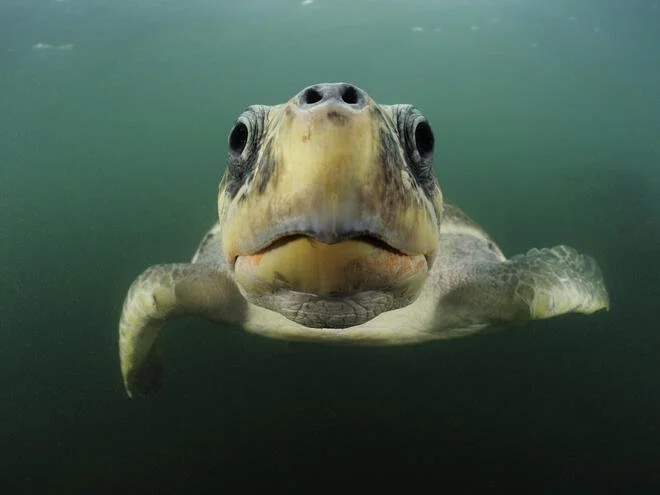 A sea turtle swimming in clear water with visible sunlight reflections on the sandy bottom.