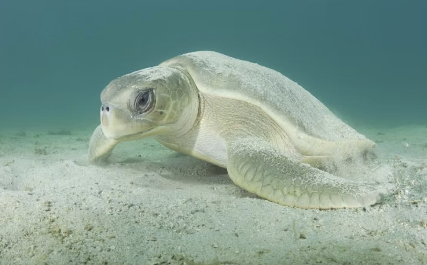 A sea turtle swimming in clear water with visible sunlight reflections on the sandy bottom.