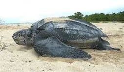 Close-up of a sea turtle swimming in the water.