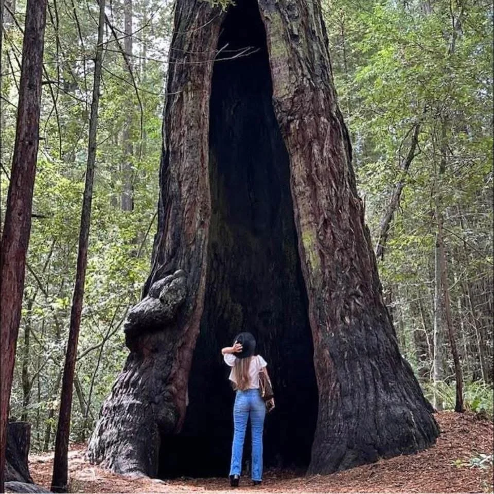 Person standing at the base of a large, hollow redwood tree in a forest setting.