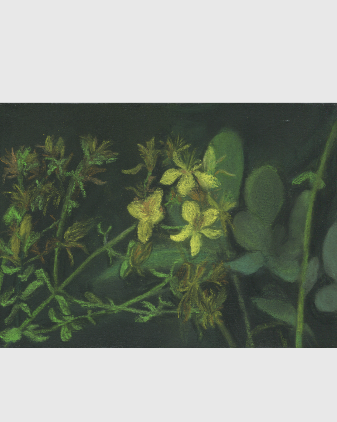 Softness Website.png