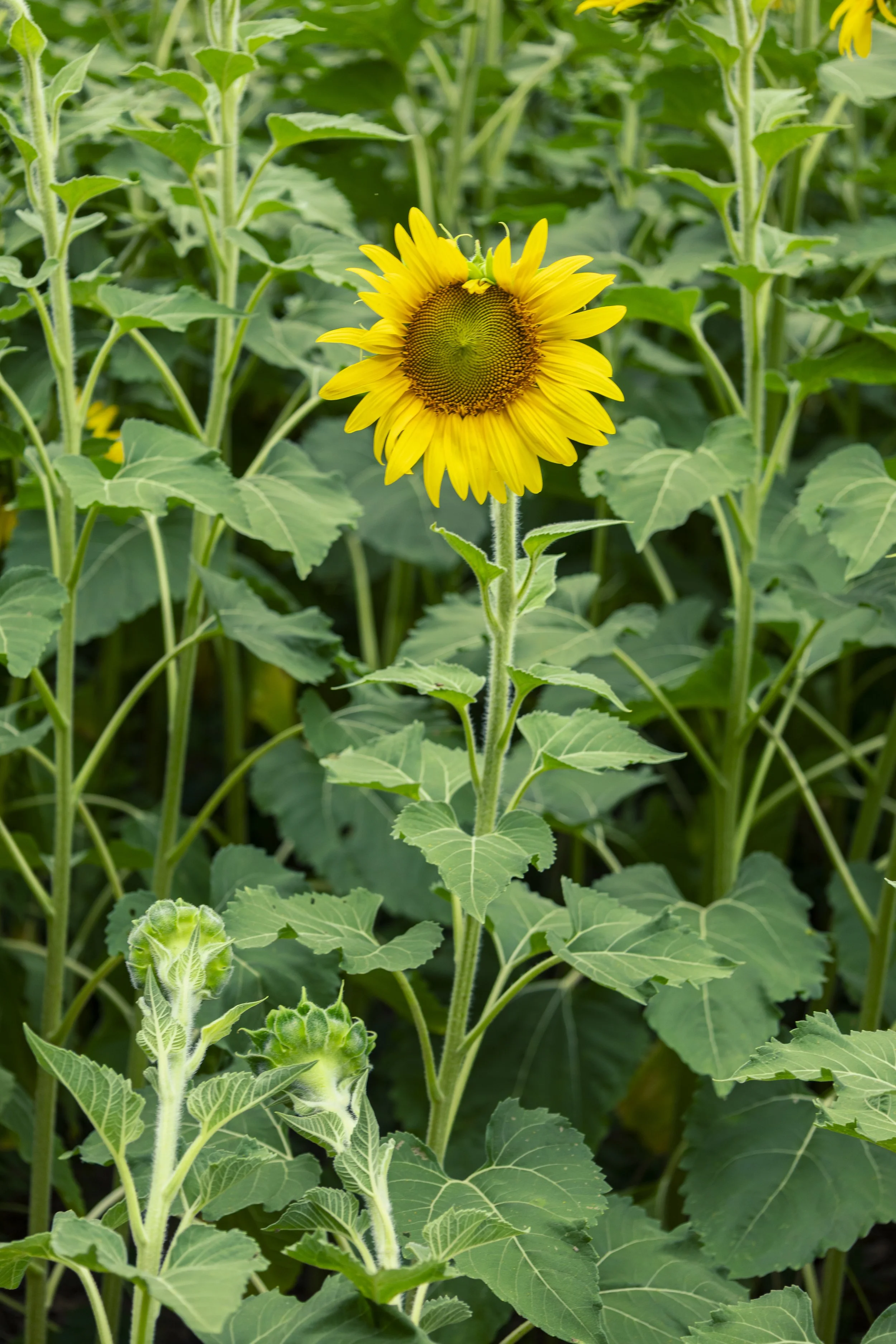 260712_sunflower field_00061.jpg