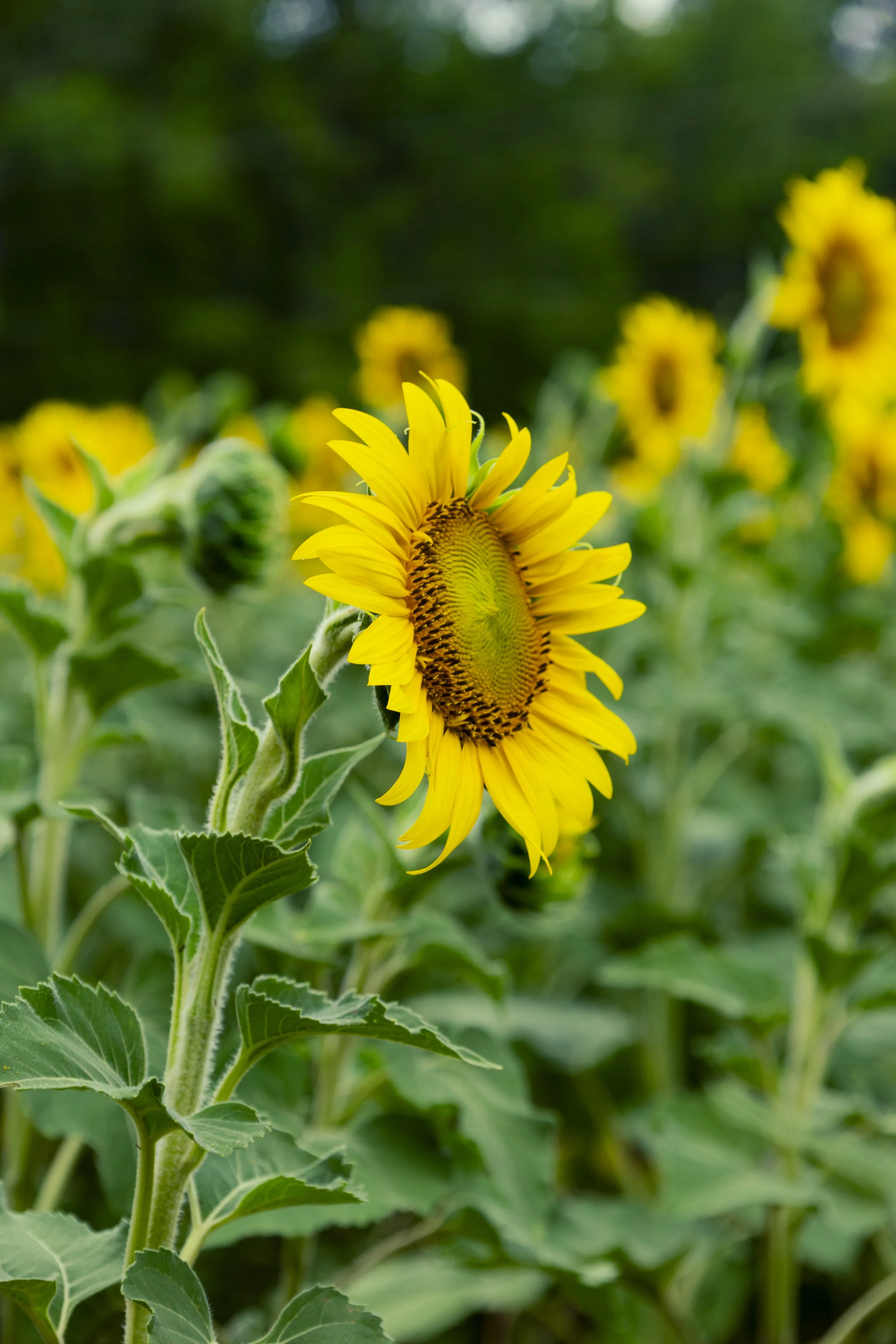 260712_sunflower field_00082.jpg